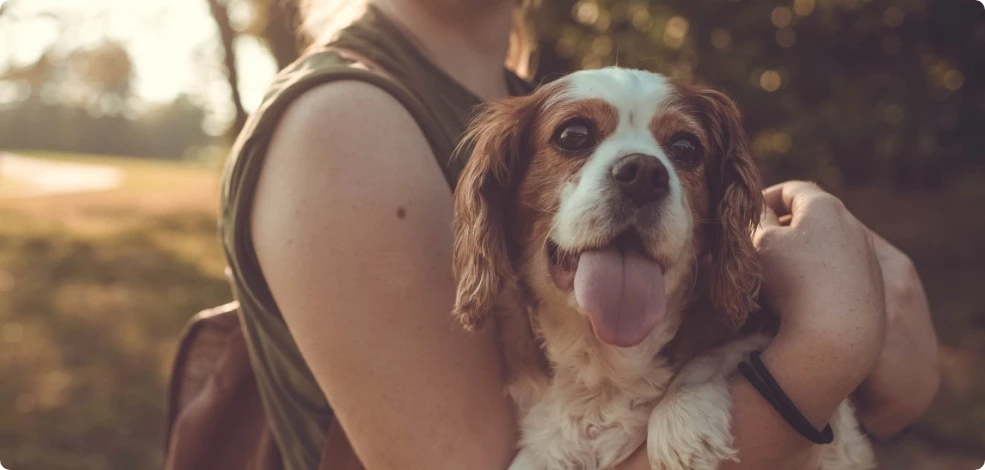 Za vašega štirinožnega prijatelja